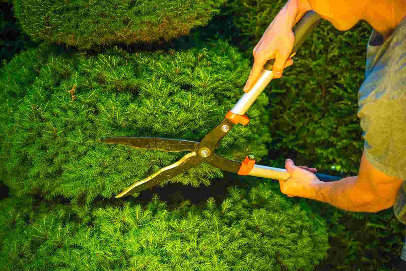 Mr Bushe - Hedge sculpter - Spirit Radio